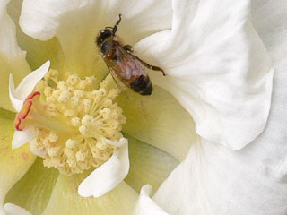 花粉と蜂TB